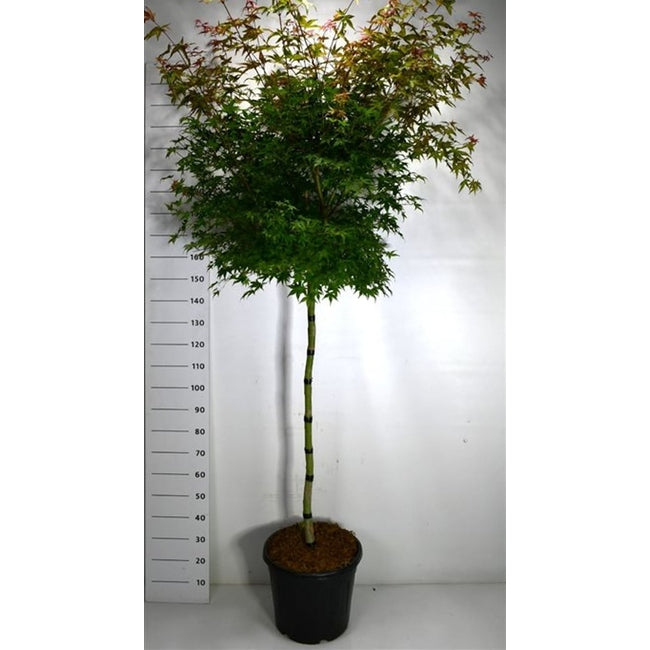 Japansk lönn – Acer palmatum 'Beni-maiko' - C35 120 cm. Stam